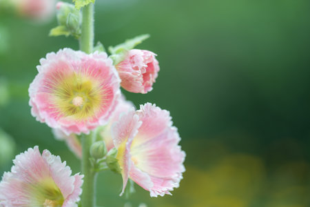 A closeup shot of cherry blossom flowers with soft pink petalsの写真素材