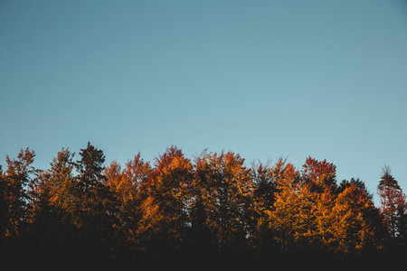 A beautiful view of trees with a blue sky in the background during a sunny dayの写真素材