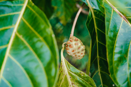 Green leaves of a plant in Costa Rica, Central Americaの写真素材