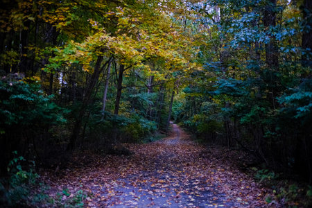 A beautiful nature view with large trees in Forest Park Springfield, Massachusetts