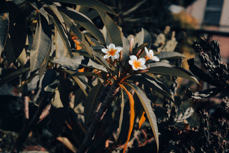 A closeup shot of plumeria flowers and a cactus growing in the gardenの写真素材