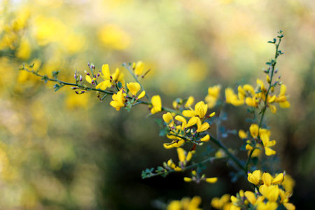 A closeup shot of beautiful yellow Baptisia tinctoria flowers growing in the gardenの写真素材