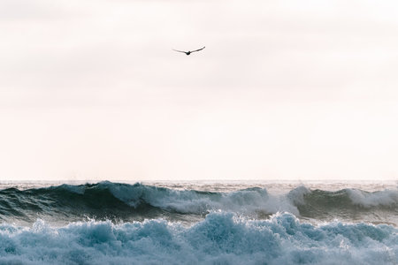 A pelican flying over the sea in Montanita, Ecuador