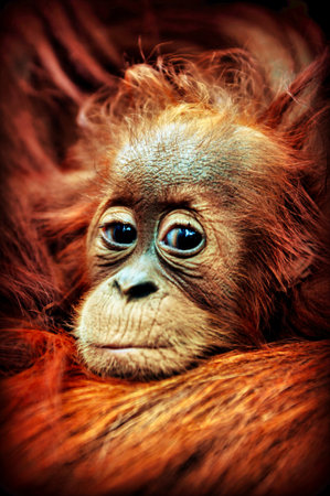 A vertical shot of a baby orangutan under the lights with a blurry backgroundの写真素材