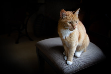 A cute tabby cat posing on chair on a dark backgroundの写真素材