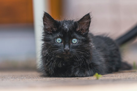 A closeup of a black dirty kitten with green eyes lying on the groundの写真素材