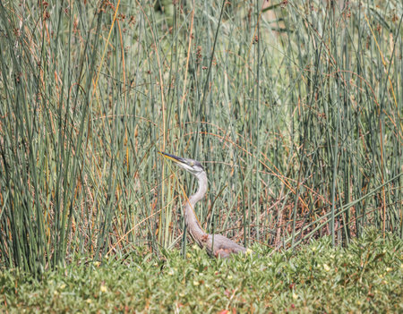 A gray heron at Ernest L. Oros Wildlife Preserve in Avenel, New Jersy, USAの写真素材