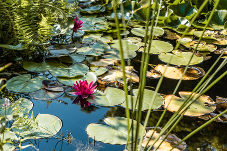 A lake covered with lotus flowers and leaves - for backgrounds