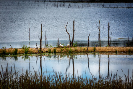 The view near Cooloolabin Dam in Yandina, Australia