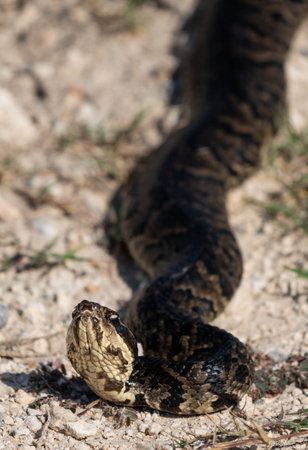 A close-up shot of the head of a snake