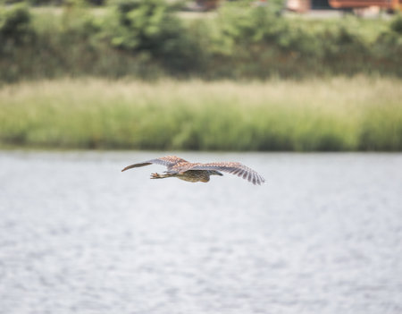 A closeup of a bird flying with a blurry water baの写真素材
