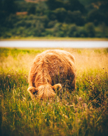 A vertical shot of a brown cow in a field during golden hour