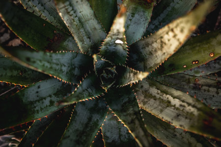 A top view of aloe vera growing in a garden under the sunlight in the afternoonの写真素材