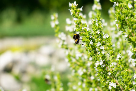 A selective focus shot of hyssop plants with a honey bee collecting nectarの写真素材