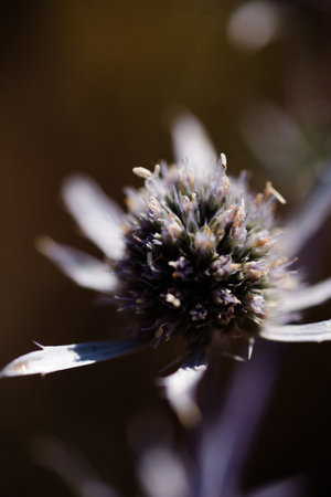 A vertical selective focus shot of a prickly feverweed plant growing in the fieldの写真素材