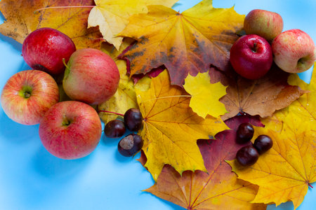 Beautiful autumn composition with apples, chestnuts, and maple leaves on a blue background.の写真素材
