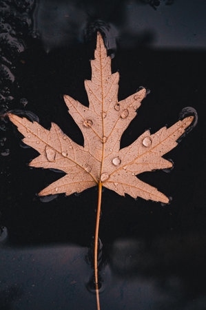 A top view of a fallen brown autumn leaf floating with water as a background
