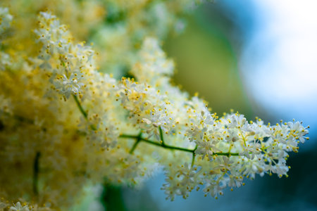 A closeup shot of a white Amur Lilac branch isolated against blurred backgroundの写真素材