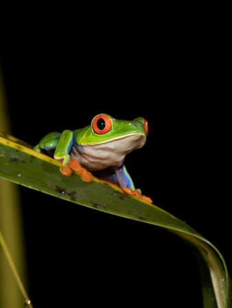 A portrait of an Agalychnis callidryas on a leaf against a dark background