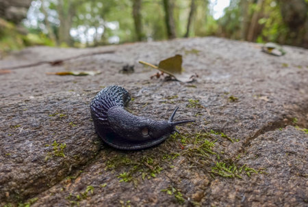 A closeup shot of a black slug on a stoneの写真素材
