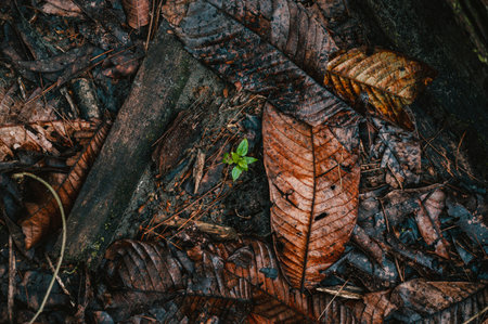 A green plant in an autumn forest in Costa Rica, Central America