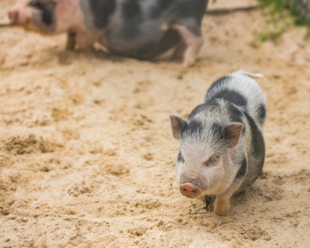 A close up of a small cute pig on a sandy ground with peoplesの写真素材