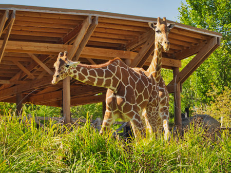 A couple of giraffes in Omaha's Henry Doorly Zoo and Aquarium in Omaha Nebraskaの写真素材