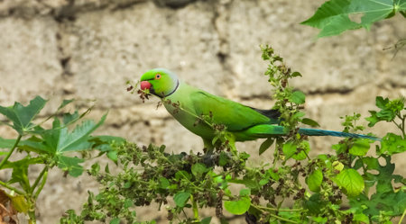 A beautiful lovely green rose-ringed parakeet parrot perched on a plant during the daytime