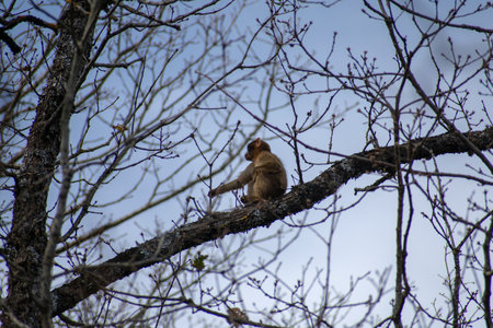 Barbary Macaque in Akfadou Forest, Bejaia