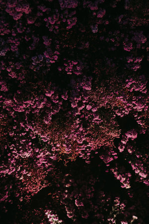 A beautiful wall decorated with pink flowersの写真素材