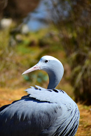 A portrait of a blue crane in a field under the sunlight with a blurry backgroundの写真素材