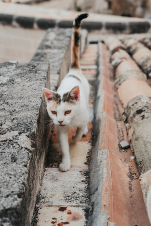 A cat walking on top of a roofの写真素材