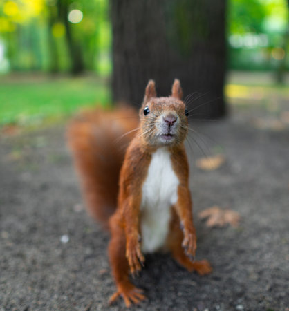 A portrait of an adorable squirrel in a park in the daylight with a blurry backgroundの写真素材