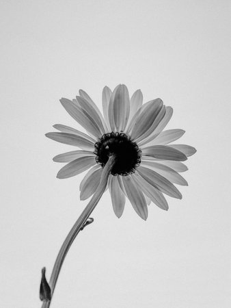 A grayscale of daisy flower with free space for textの写真素材