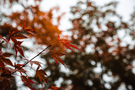 A selective of maple leaves on a tree in the fall coloの写真素材