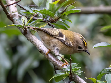 A closeup shot of a warbler bird on a tree branch against a blurred backgroundの写真素材