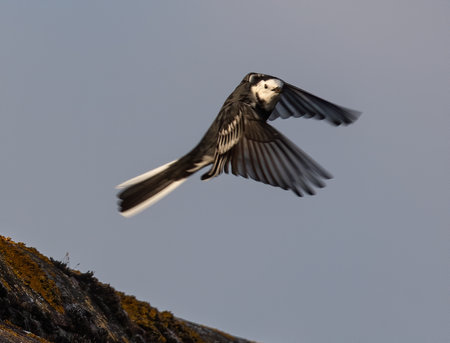 A magpie flying over a lichen-covered surface against a gloomy skyの写真素材