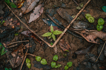 Green plants in an autumn forest in Costa Rica, Central Americaの写真素材