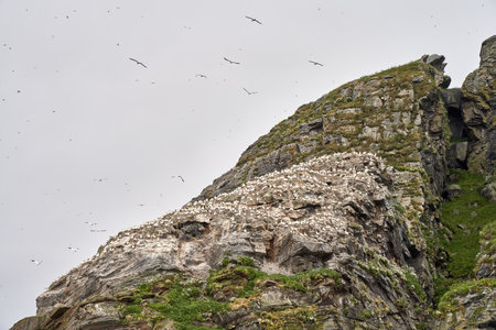 A low angle shot of birds colony of Black-legged kittiwake on a small rocky island, close to Gjesvaier, Norwayの写真素材