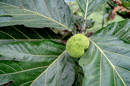 A close-up shot of a breadfruit tree in Ecuador rainforestの写真素材