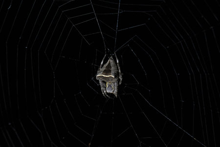 The parawixia dehaani (abandoned-web orb-weaver) in Kaeng Krachan National Park, Thailandの写真素材