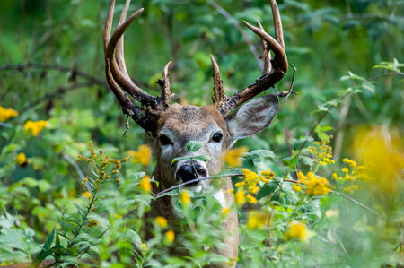 A beautiful shot of a white-tailed deer in a forest in Minnesota