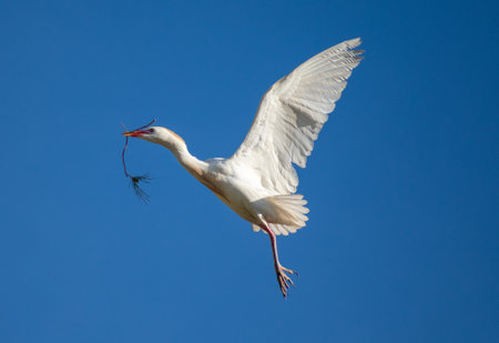A Cattle Egret flying against the blue sky on a sunny dayの写真素材