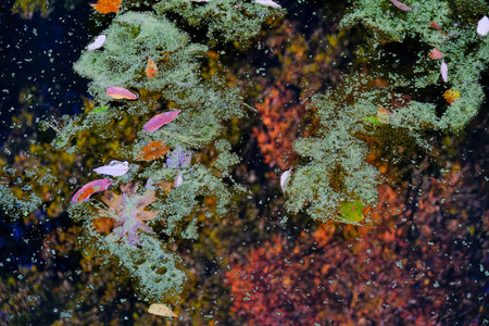 A top view of autumn colorful leaves on the water in Forest Park Springfield, Massachusetts