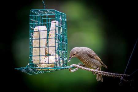 A selective focus of a common redstart bird eating from a feeding cageの写真素材