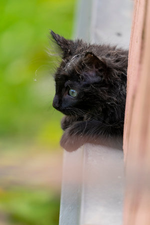 A vertical closeup shot of a dirty black cat with green eyesの写真素材