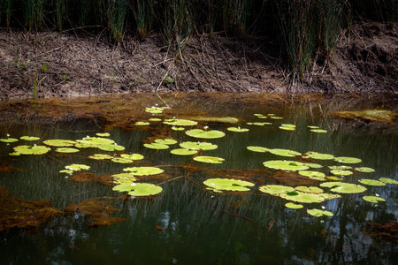 A closeup of a pond with leaves during daylight