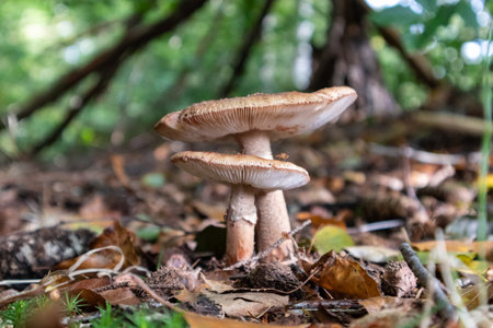 A closeup of fairy cake mushrooms on the ground in the forestの写真素材