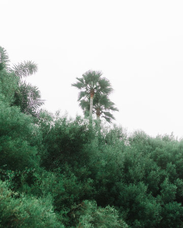 A natural view of green leaves on tree branches under a white skyの写真素材