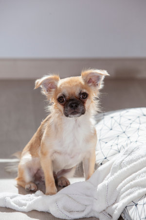A vertical shot of a Chihuahua dog on the soft fabric indoorsの写真素材